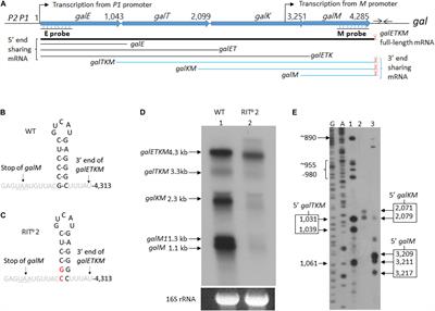 Translation Initiation Control of RNase E-Mediated Decay of Polycistronic gal mRNA